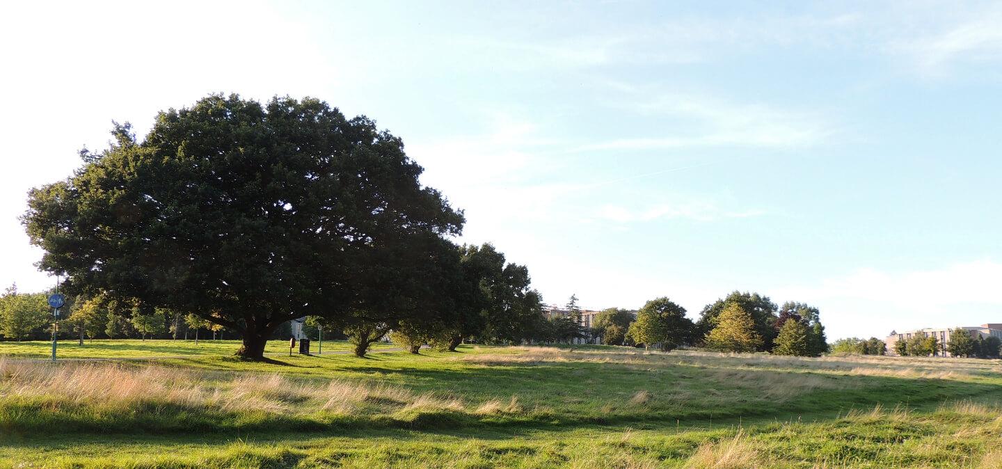 Student Accommodation in Hales Place, Canterbury - field on the University of Kent campus