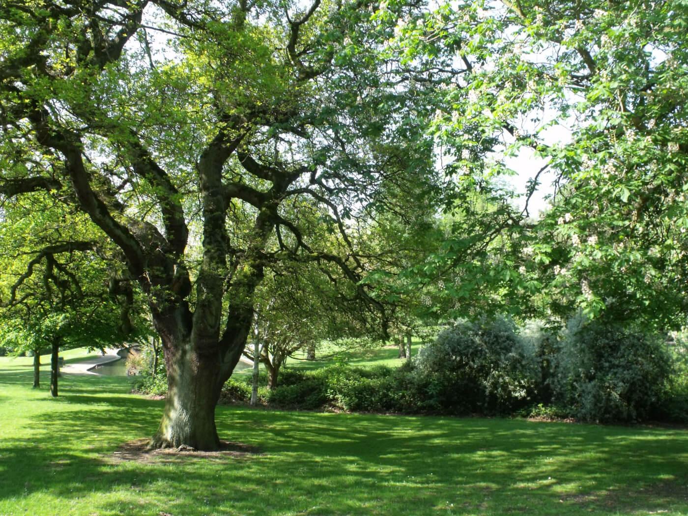 Student Accommodation in Harborne, Birmingham - tree in Grove Park on a sunny day