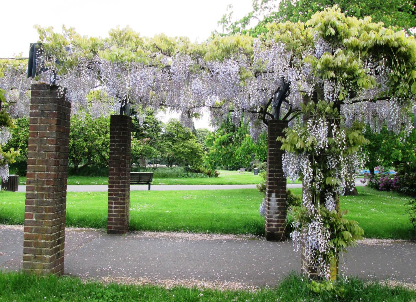 Student Accommodation in the Polygon, Southampton - wisteria in the gardens